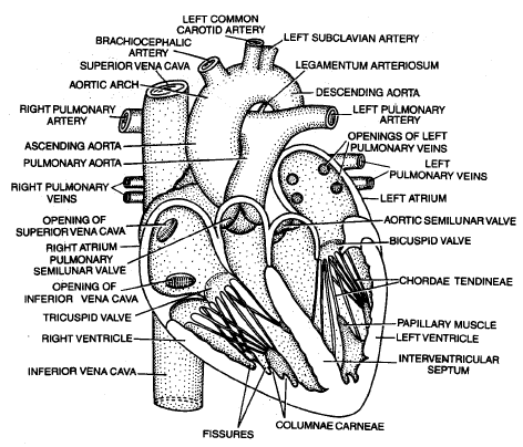 Human Heart NEET Notes | EduRev