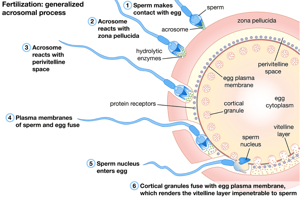 Sperms entering the Ovum