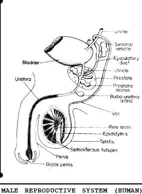 Human Reproduction ,Class 12, Biology Class 12 Notes | EduRev