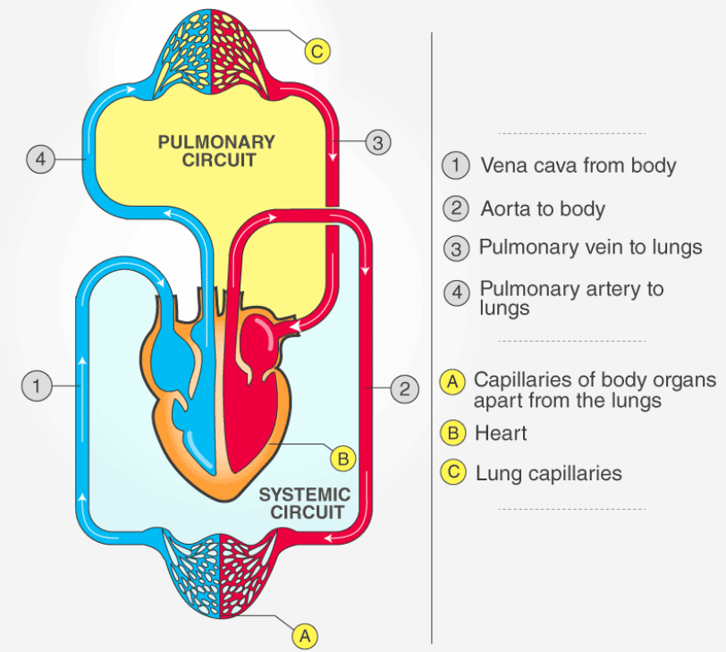 Double Circulation and Regulation of Cardiac Activity NEET Notes | EduRev