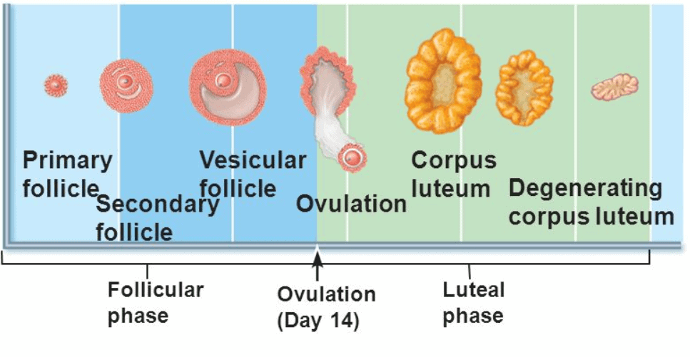 Phases of Menstrual Cycle