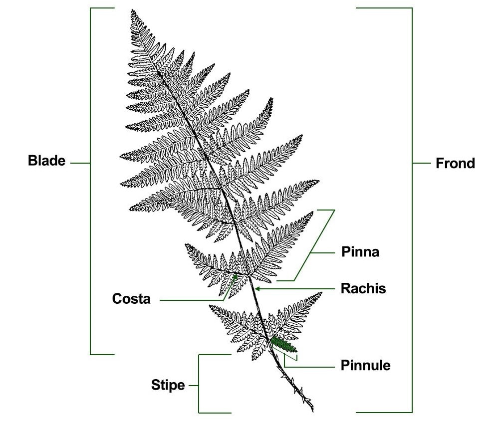 Pteridophyta NEET Notes | EduRev