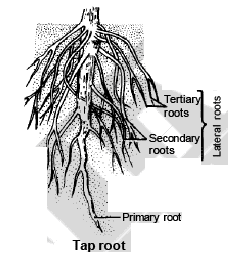 Modification of Root, Stem and Leaf - Morphology of Plants, Class 11 ...