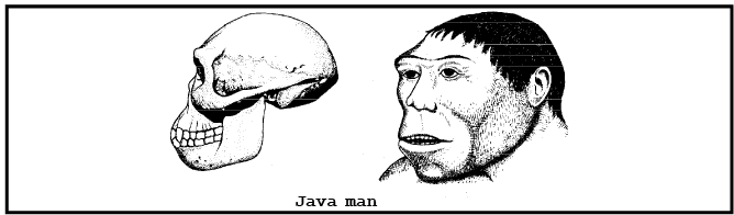 Java man. Синантроп реконструкция.