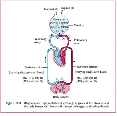 Key Notes: Breathing & Exchange of Gases Notes | EduRev