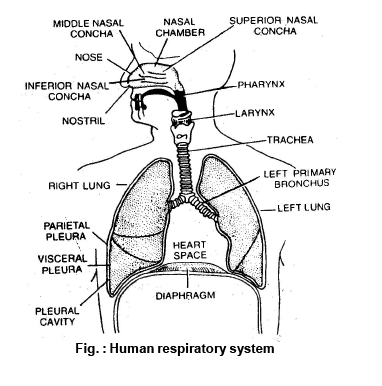 Human Respiratory System - Breathing and Exchange of gases, Biology ...