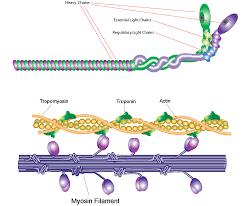 Types of Muscles and Muscle Fibre NEET Notes | EduRev