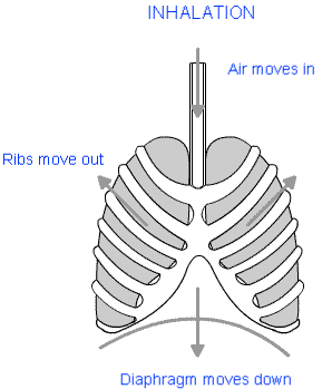 Short Notes - Respiration in Organisms Class 7 Notes | EduRev