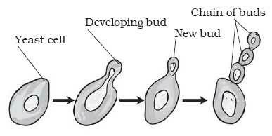 Budding In Yeast With Process And Diagram? | EduRev Class 10 Question