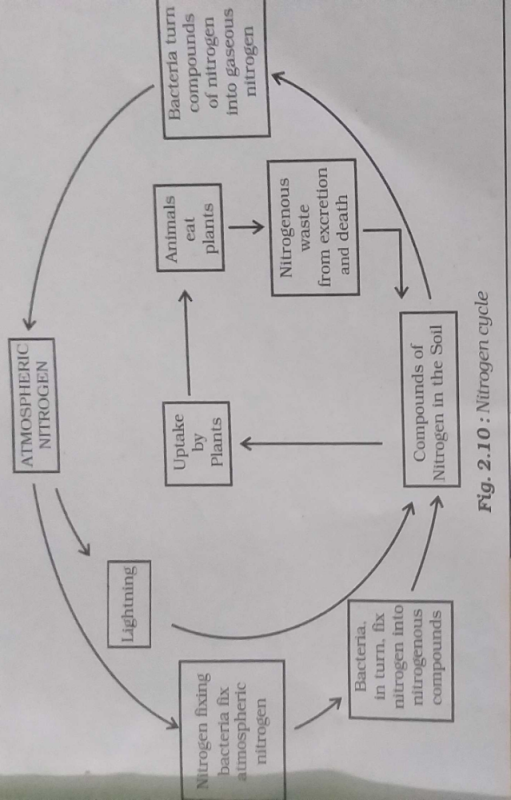 Explian Nitrogen Cycle With Help Of A Diagram Edurev Class 8 Question