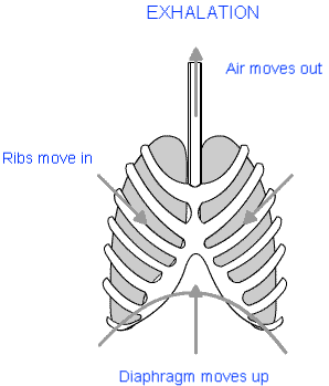 Short Notes - Respiration In Organisms Class 7 Notes 