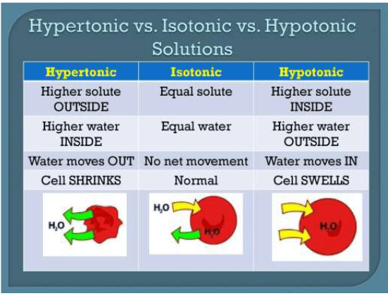 Osmosis and Osmotic Pressure Class 12 Notes EduRev