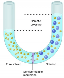 osmotic osmosis edurev