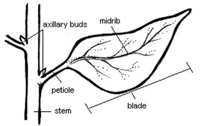 What are creepers? - EduRev Class 6 Question