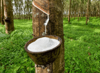 NCERT Solution - Natural Vegetation and Wildlife