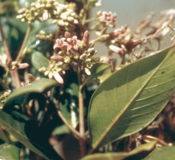 NCERT Solution - Natural Vegetation and Wildlife