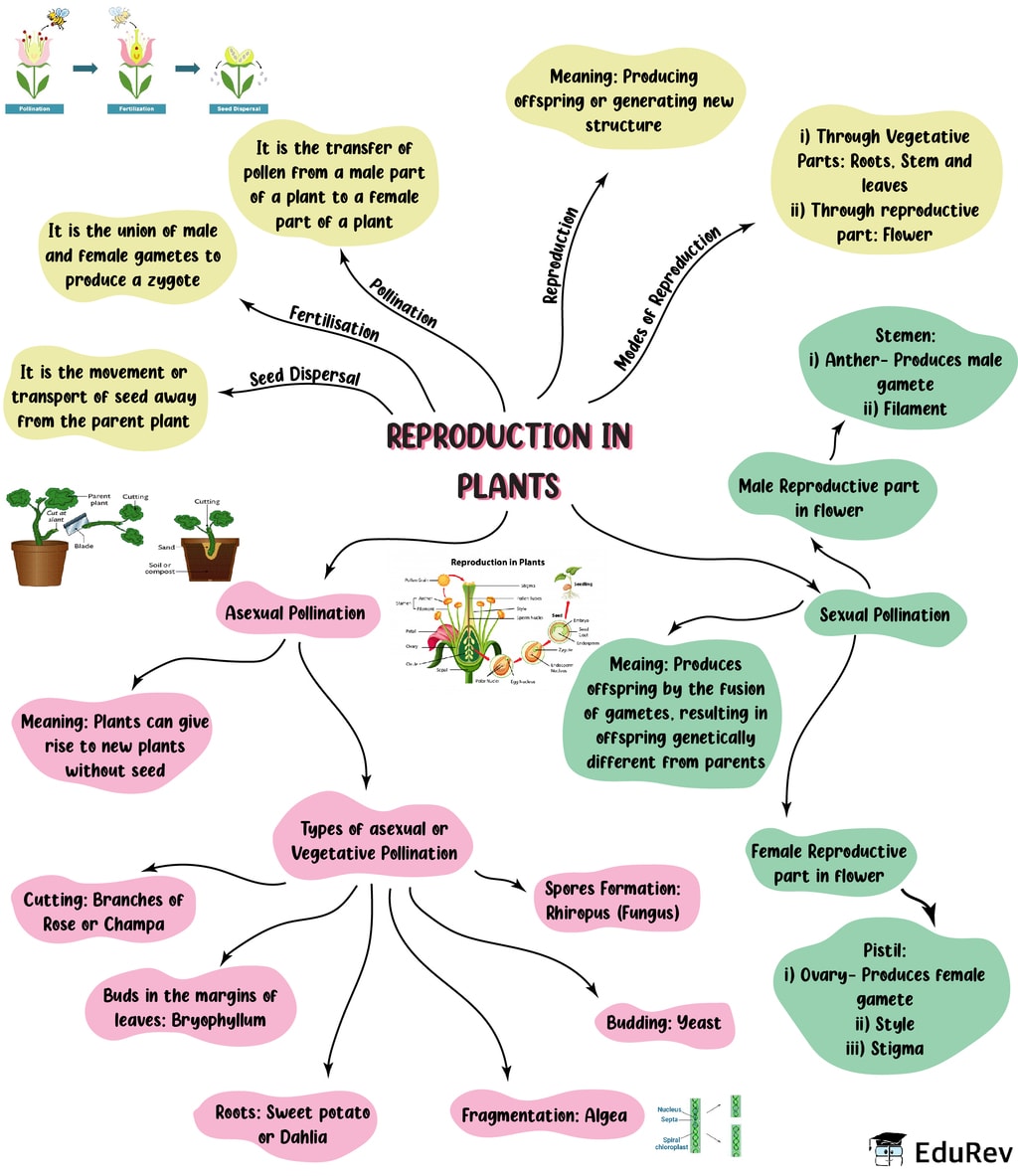 Mindmap Reproduction In Plants Notes Edurev 