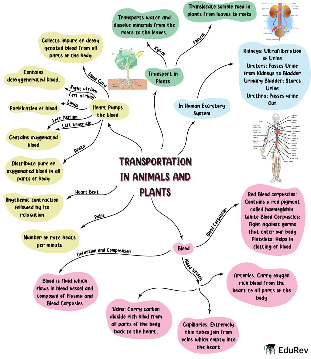 mind-map-animal-kingdom-notes-edurev-vrogue-co