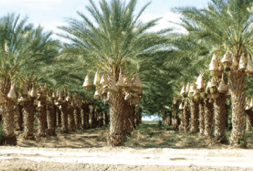Date-palm (Oasis)