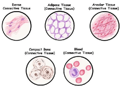 Animal Tissue, Skeletal System UPSC Notes | EduRev