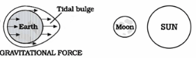 Movements of ocean water: Waves, Tides and Ocean Currents Notes | EduRev