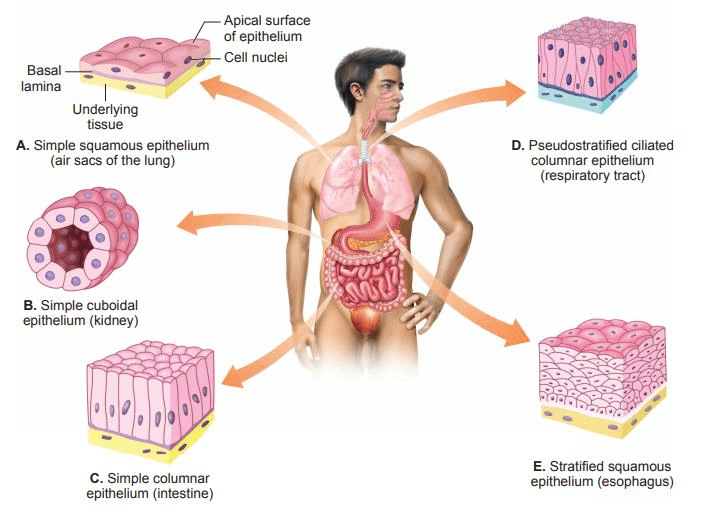 NCERT Gist: Gist of Biology (भाग - 1) Notes | EduRev