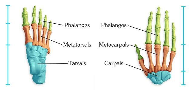 NCERT Gist: जिस्ट ऑफ बायोलॉजी (भाग - 2) Notes | EduRev