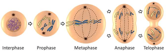 NCERT Gist: Gist of Biology (भाग - 1) Notes | EduRev