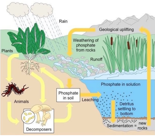 Carbon Cycle, Nitrogen Cycle, Phosphorus and Sulphur Cycle Notes | EduRev