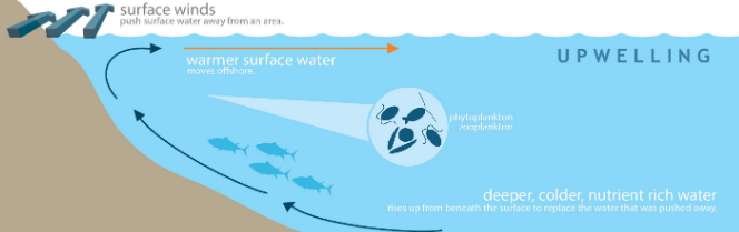 Movements of ocean water: Waves, Tides and Ocean Currents Notes | EduRev