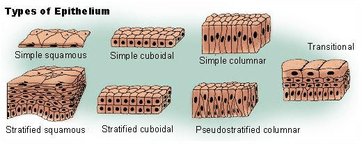 NCERT Gist: Gist of Biology (भाग - 1) Notes | EduRev