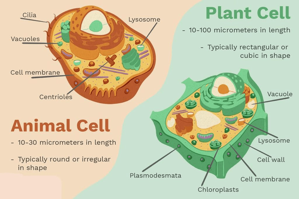 NCERT Gist: Gist of Biology (भाग - 1) Notes | EduRev