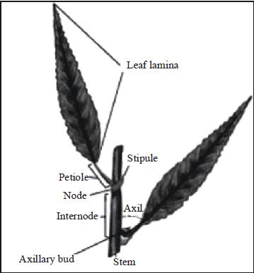 NCERT Summary: Summary of Biology- 7 UPSC Notes | EduRev