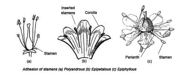 Test: Roots, Stems & Leaves- 1 | 30 Questions MCQ Test