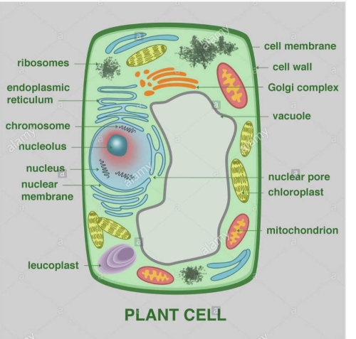 Where does leucoplast found in plant cell and what is It's function ...