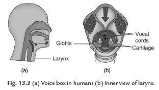 Short Notes - Sound, Science, Class 8 Class 8 Notes | EduRev