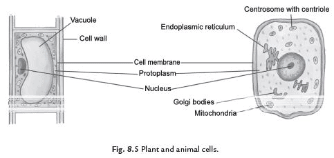 Ncert Solutions Cell Structure And Functions Science Class 8 Class 8 Notes Edurev