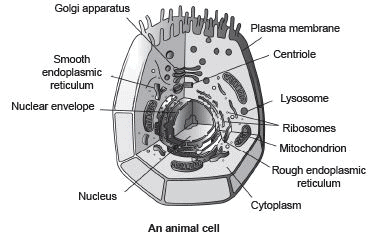 Long Answers The Fundamental Unit Of Life Science Class 9 Class 9 Notes Edurev