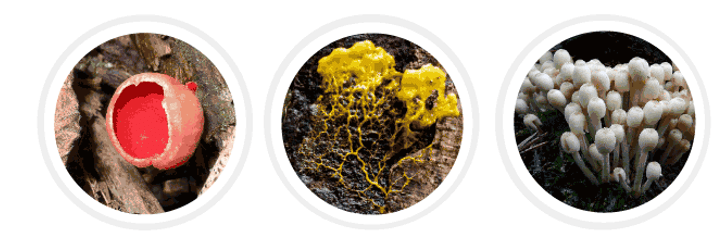 Kingdom Monera, Protista And Fungi Class 11 Notes | EduRev