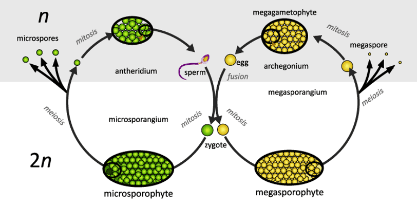 Plant Life Cycle And Alternation Of Generations - Notes - NEET