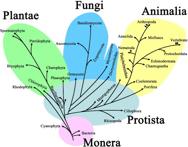 Kingdom Monera Protista And Fungi Class 11 Notes Edurev