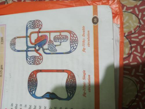 Double circulation Class 10 Notes | EduRev