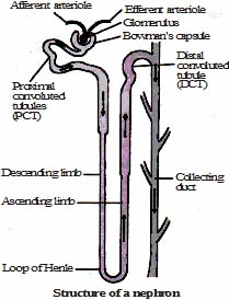 Detailed Chapter Notes - Excretion In Plant and Animals, Class 10 ...