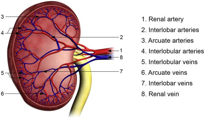Who Carries Dirty Or Impure Blood To Kidneys For Filteration? | Edurev  Class 10 Question Who Carries Dirty Or Impure Blood To Kidneys For Filteration? | Edurev  Class 10 Question