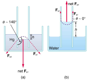 Cohesion and Adhesion in Liquids: Surface Tension and Capillary Action Physics Notes | EduRev