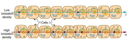 Biological Effects of Ionizing Radiation - Notes | Study Modern Physics for IIT JAM - Physics