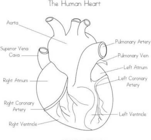 Plz suggest me simple diagram of heart? | EduRev Class 10 ...