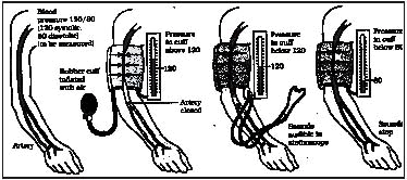 Detailed Chapter Notes - Circulatory System, Class 10, Science | EduRev