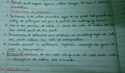 What Is The Role Of Epidermis In Plants Minimum Six Points Edurev Class 9 Question