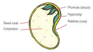 Detailed Notes Plant Life Part 3 Class 5 Notes Edurev